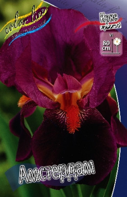 Ирис Германский Амстердам (2шт) 4687 Ирис Германский Амстердам (2шт) 4687