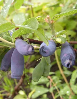 Жимолость Югана (Новый сад)