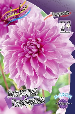 Георгин Лавендер Перфекшн (1шт) 3616