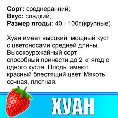 Земляника (Клубника) Хуан в стаканчике