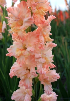 Гладиолус Ролодекс 1шт 6313