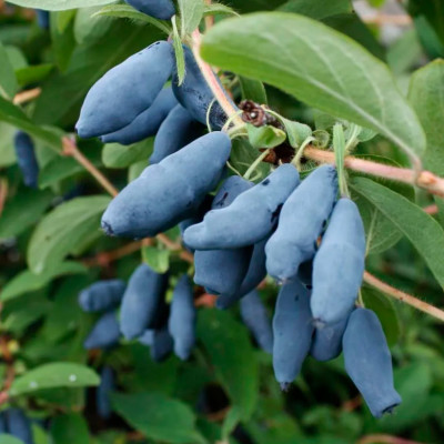 Жимолость Сильгинка ОСП