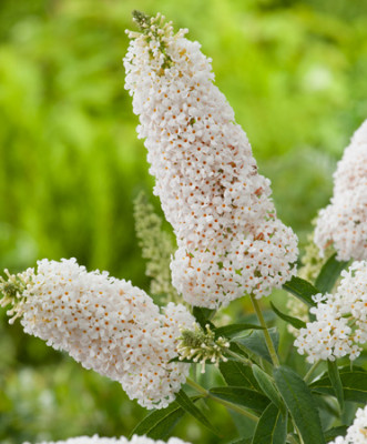 Буддлея гибрид Уайт Свон 6290