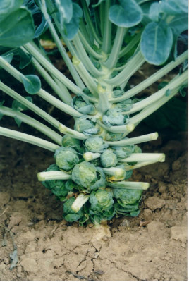 Капуста брюссел. Геркулес Внииссок