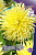 Георгин Йеллоу Стар (1шт) 3601