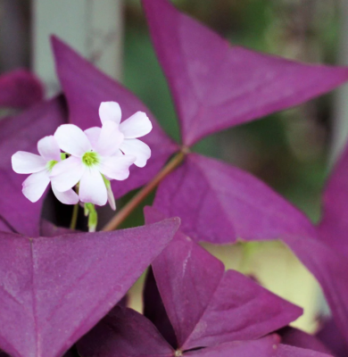 Оксалис (кислица) Майк (5шт)