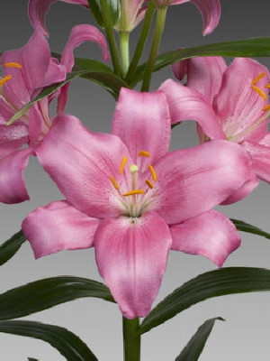 Лилия Фрегона (1шт) 6543