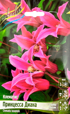 Клематис Принцесса Диана (1шт)