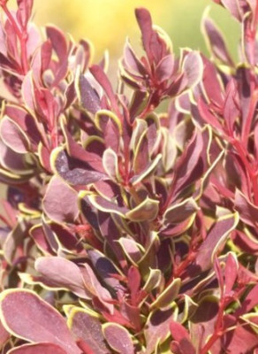 Барбарис Тунберга Голден Руби 6278