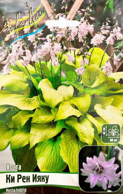 Хоста Ки Рен Ияку (С1)
