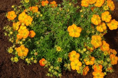 Лапчатка Белла Соль 7297