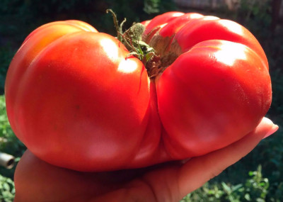 Томат Шапка маршала (25шт)