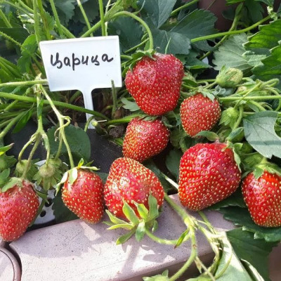 Земляника (Клубника) Царица в стаканчике