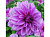 Георгин Лилак Тайм (1шт) 2480