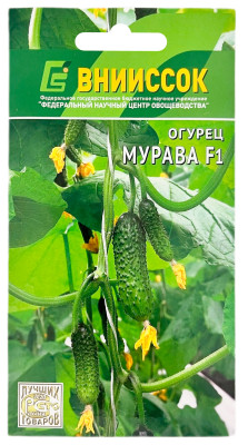 Огурец Мурава F1 ВНИИССОК