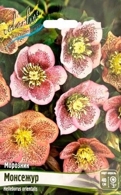 Морозник Монтсегур (1шт)