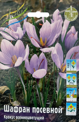 Крокус Шафран посевной (10)