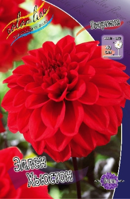 Георгин Эллен Хьюстон (1шт)