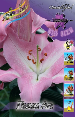 Лилия Пинн Ап (1шт) 3722