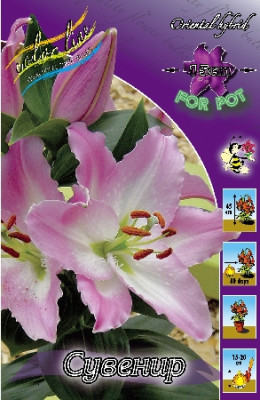 Лилия Сувенир (1шт) 490