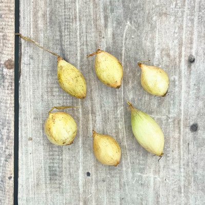 Лук Севок Сеншуй Чувашия (2)