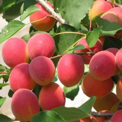 Малина Глен Ампл