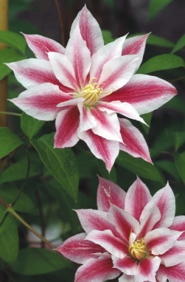 Клематис Андромеда