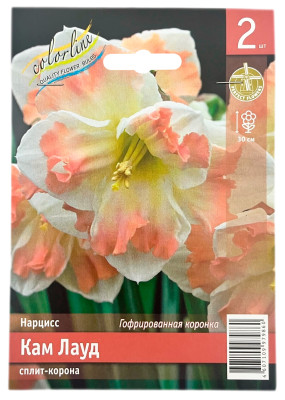 Нарцисс сплит-корона КАМ ЛАУД