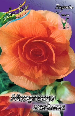 Бегония махровая Медная (1шт) 2735