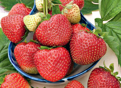 Земляника (Клубника) Мея в кассете