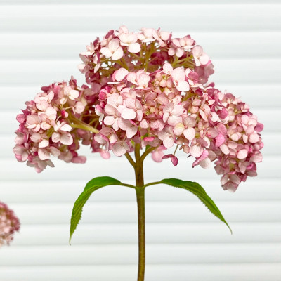 Гортензия древовидная Кандибелле Баблгам (3)