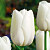 Тюльпан Клиервотер (1шт)