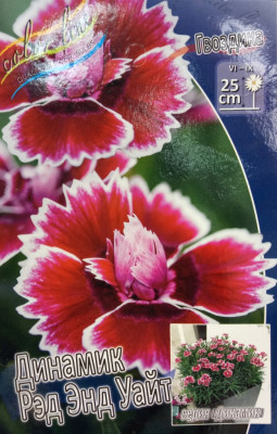Гвоздика Динамик Рэд Энд Уайт (1шт) Р-019