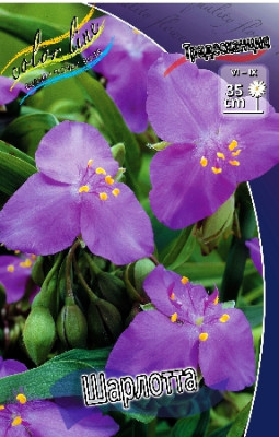 Традесканция Шарлотта (1шт) 3276