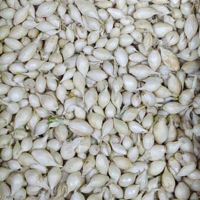 лук Севок Стардаст белый Голландия