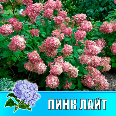 Гортензия метельчатая Гарден лайт Пинк Лайт (Р12)