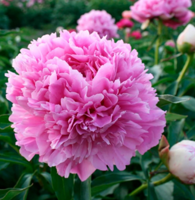 Пион Президент Вилсон (1шт)