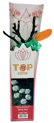 Миниатюрные розы УАЙТ ГЕМ WHITE GEM (2)