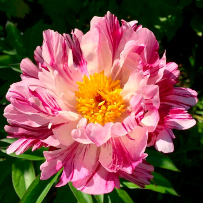 Пион Пинк Пинк Луау (1шт)