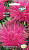 Астра Инга (игольчатая, пурпурно-розовая)