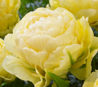 Тюльпан Боул оф Бьюти (1шт) 6722