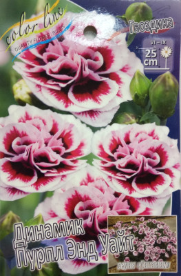 Гвоздика Динамик Пурпл Энд Уайт (1шт)