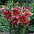 Лилия Африкан Лейди (1шт) 289