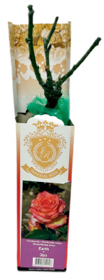 Роза флорибунда ЭРЗ EARTH (2)