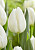 Тюльпан Уайт Марвел (1шт) 2995