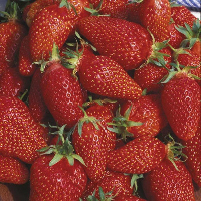 Земляника (Клубника) Гаригуэтта (5 шт)