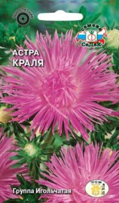 Астра Краля (игольчатая, розовая)