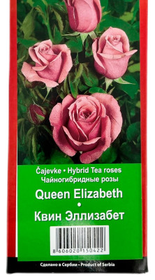Чайногибридная роза КВИН ЭЛЛИЗАБЕТ QUEEN ELIZABETH
