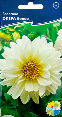 Георгина Опера белая (дварф дубл опера вайт)