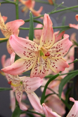 Лилия Корсаж (1шт) 9435